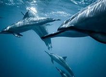 开云官网：奢华时尚的数字化殿堂